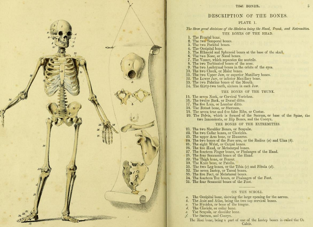 Skeleton diagram in "A Manual of the Dissection of the Human Body" by Luther Holden (1851) (via Wellcome Library)